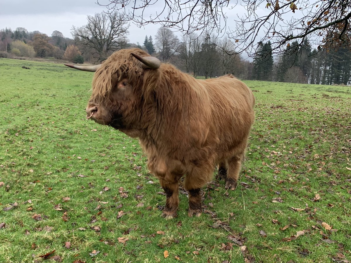 maolfold's tweet photo. #morag and #charlie2 looking good in the autumn/winter surroundings. #isleofarran #islandfarm #highlandcattle #hairycoos @VisitArran https://t.co/BkNyR38Cwg