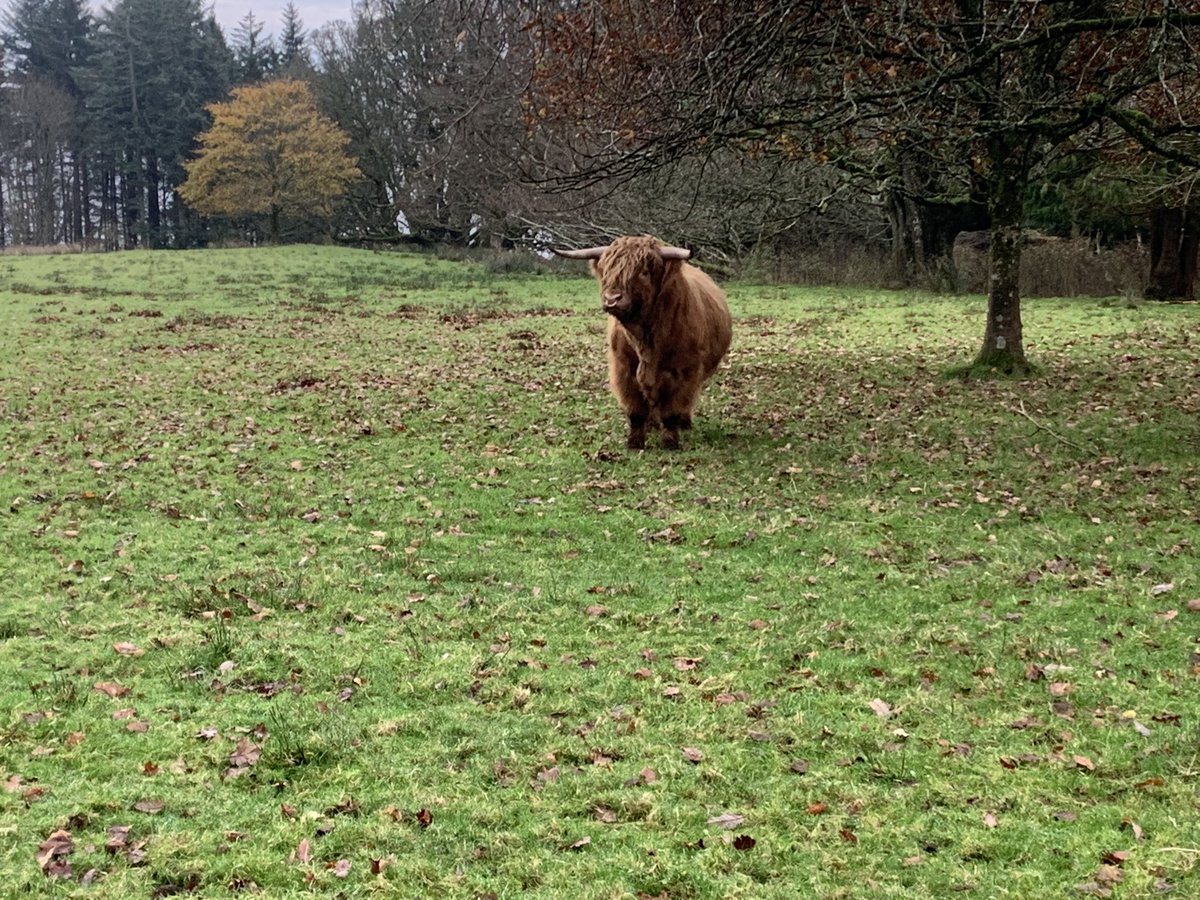 maolfold's tweet photo. #morag and #charlie2 looking good in the autumn/winter surroundings. #isleofarran #islandfarm #highlandcattle #hairycoos @VisitArran https://t.co/BkNyR38Cwg