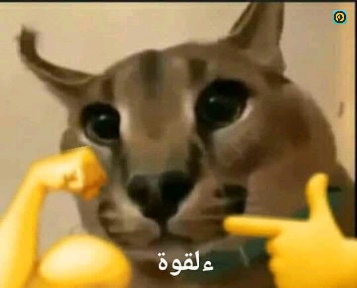 Bodaelsayed7's tweet photo. @YomnaElkhawaga بالعند فيكي https://t.co/HCPfP1ys2b