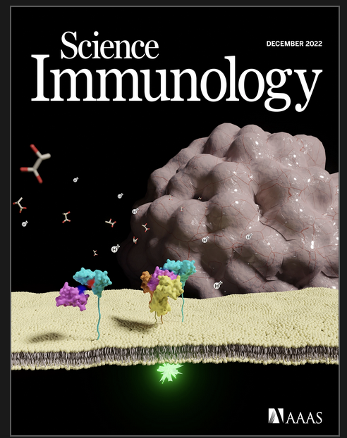 Cell Signal and Immunology, University of Dundee (@uodcellsigimm) on Twitter photo !! Delighted to shout about <a href="/LabMoraga/">Moraga Lab</a> and their latest work with <a href="/at_Mitralab/">Suman MITRA</a> published <a href="/SciImmunology/">Science Immunology</a> !!
IL-2 is inactivated by the acidic pH environment of tumors enabling engineering of a pH-selective mutein.
(AND featured as the cover no less!).
science.org/doi/10.1126/sc… !! Delighted to shout about <a href="/LabMoraga/">Moraga Lab</a> and their latest work with <a href="/at_Mitralab/">Suman MITRA</a> published <a href="/SciImmunology/">Science Immunology</a> !!
IL-2 is inactivated by the acidic pH environment of tumors enabling engineering of a pH-selective mutein.
(AND featured as the cover no less!).
science.org/doi/10.1126/sc…