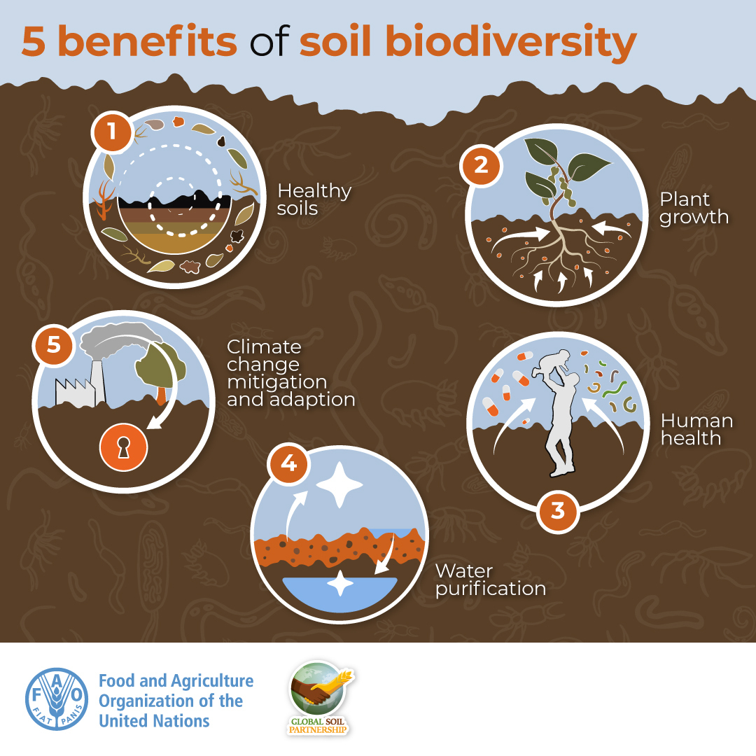 Soil biodiversity is a nature-based solution to many of the global challenges facing humanity. 

Yet, it is threatened by unsustainable soil management practices, erosion, pollution, urbanization &amp; more.

Monday is #WorldSoilDay. fao.org/world-soil-day… via <a href="/FAO/">Food and Agriculture Organization</a>
