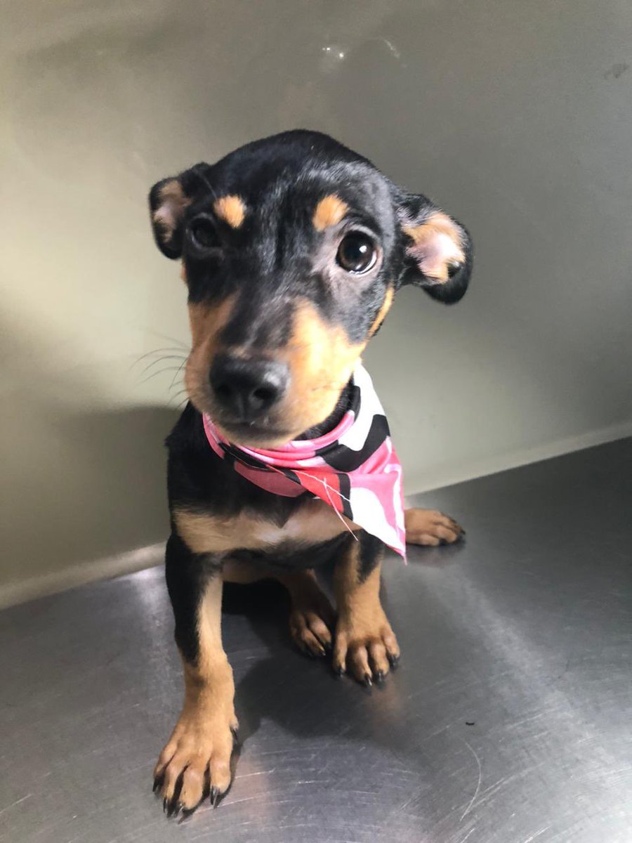 PEsperanza503's tweet image. #ServicioSocial #CasoExterno 

👉🏼 Venimos buscando familia para estos lindos perritos que fueron abandonos en mi casa por una rescatista inresponssble que jamás se ocupo de ellos .
Son 2 varones pañuelos azules las niñas pañuelos rozados