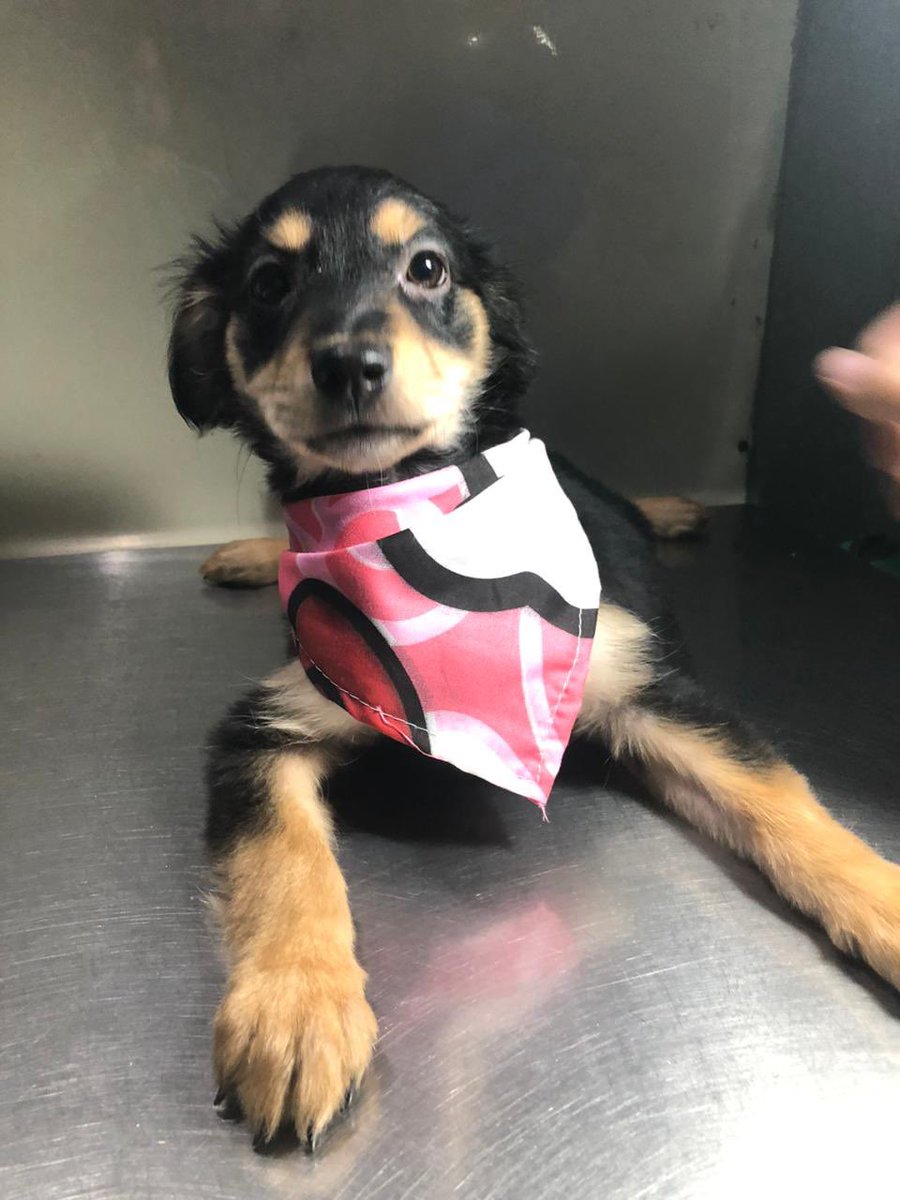 PEsperanza503's tweet image. #ServicioSocial #CasoExterno 

👉🏼 Venimos buscando familia para estos lindos perritos que fueron abandonos en mi casa por una rescatista inresponssble que jamás se ocupo de ellos .
Son 2 varones pañuelos azules las niñas pañuelos rozados