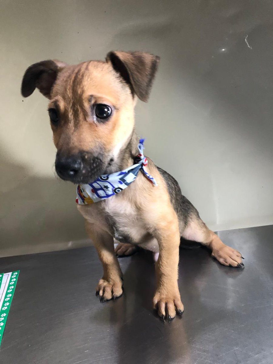 PEsperanza503's tweet image. #ServicioSocial #CasoExterno 

👉🏼 Venimos buscando familia para estos lindos perritos que fueron abandonos en mi casa por una rescatista inresponssble que jamás se ocupo de ellos .
Son 2 varones pañuelos azules las niñas pañuelos rozados