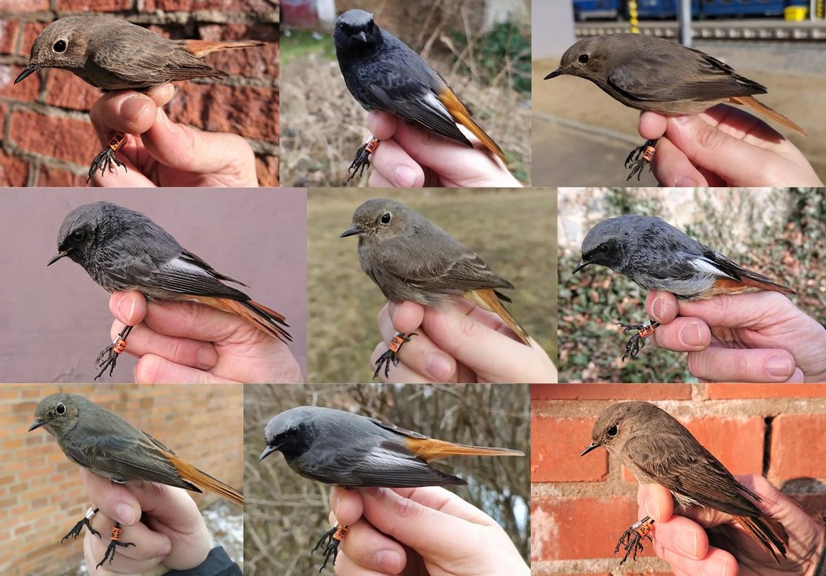 rytikerttunen's tweet photo. Time flies and here we go again! The wintering season of #BlackRedstarts has started. How many birds ringed last winter survived and where exactly will they winter? Pay attention to them and try to take a picture if you see one with a colour ring!🙏| #birdringing #BrnoRedstart https://t.co/Z0dgAJkpKi