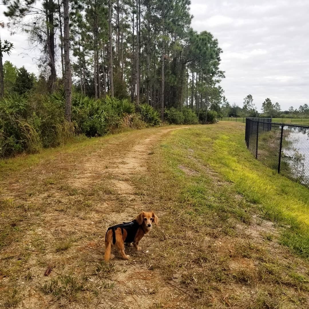 AnimalOrthocare's tweet photo. IVDD doesn't have to mean that the adventure must come to an end! With proper care and a l'il extra support, dogs with IVDD can get back to exploring the world 🌎️😊
Photo Credit: @dididoxie
#ivdd #ivddsurvivor #ivddawareness #ivddsucks #ivddsupportgroup #ivddawarenessmonth https://t.co/oX0snpIJK6
