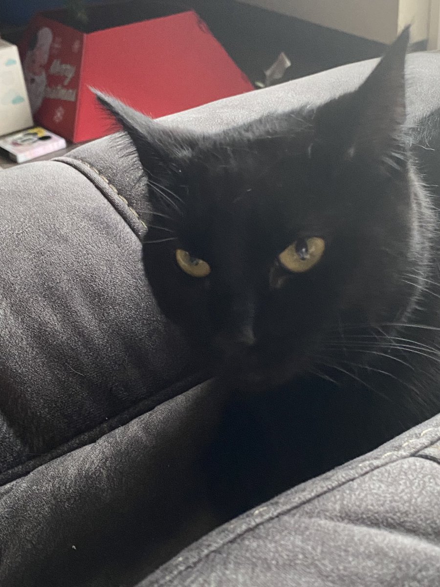 Sparkypasker's tweet photo. Happy Friday everyone! This is Bean. She is about 1.5 years old and likes to bite toes in the middle of the night! I want to see your fur babies and what crazy quirks they have! #writingcommunity #furbabies https://t.co/yVI8yu6iyU