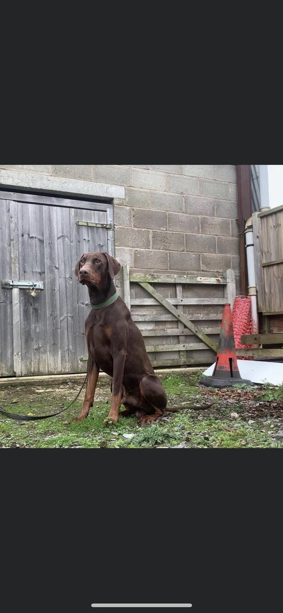 MARLEY (4YRS 8MTHS) People: lovely temperament dogs: on lead –cries, pulls & lunges wanting to play. off lead – playful. needy boy will push for constant attention. can be left for up to 4hrs – might cry when first left Travels well in the car Livestock: calm Cats: will chase