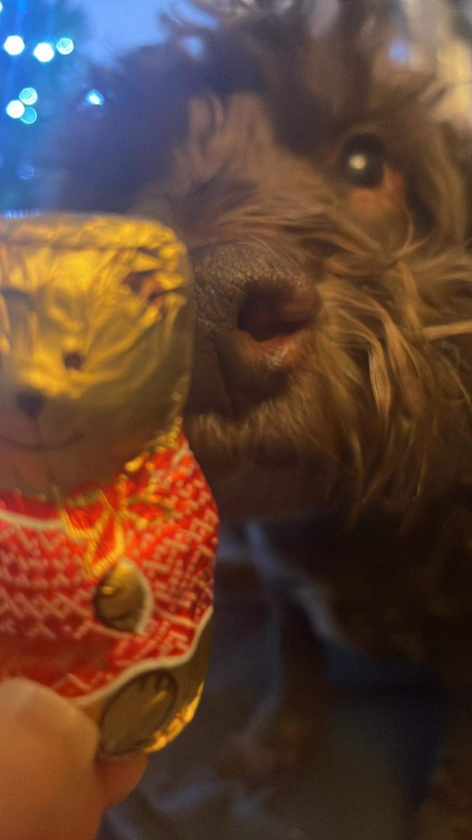 🦕🦖Liz Cox🦖🦕 tweet media