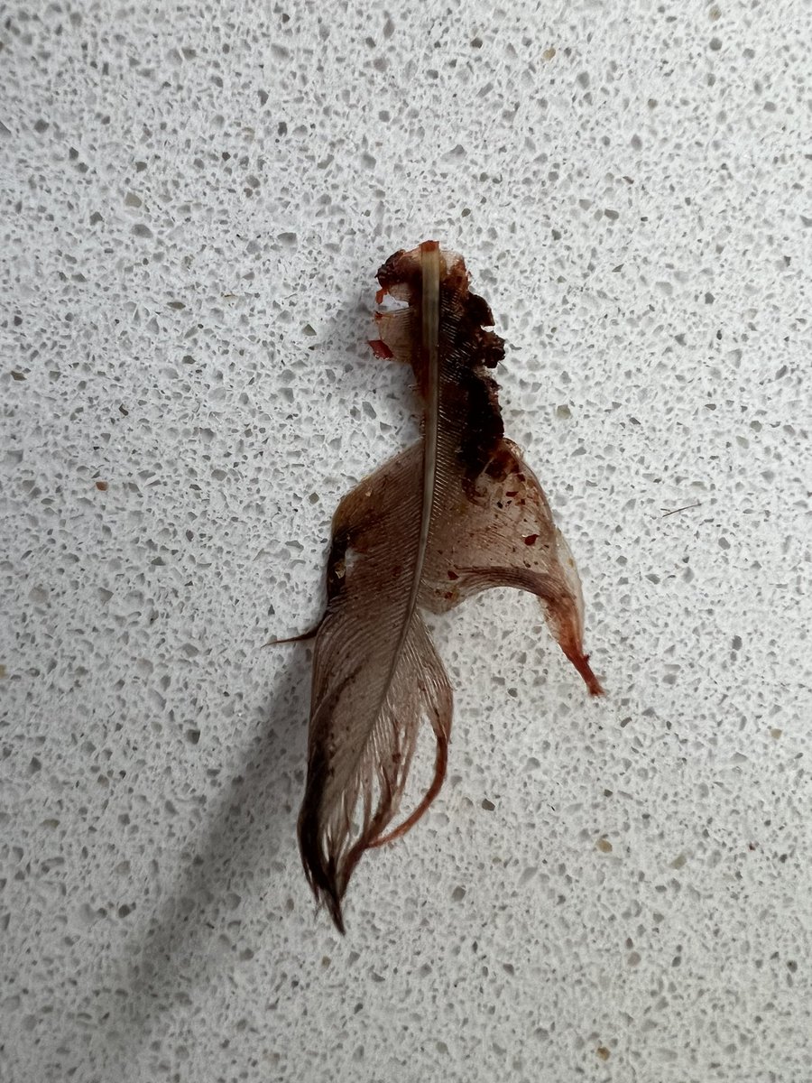 jen_grocott's tweet photo. A feather was not what I expected to find in my packet of Tyrells vegetable crisps. Reported to them on 4 October 2022 and still waiting for some feedback. Not good enough @KPSnacks ref 000161949B/DG #tyrells https://t.co/XekHaxgKEQ