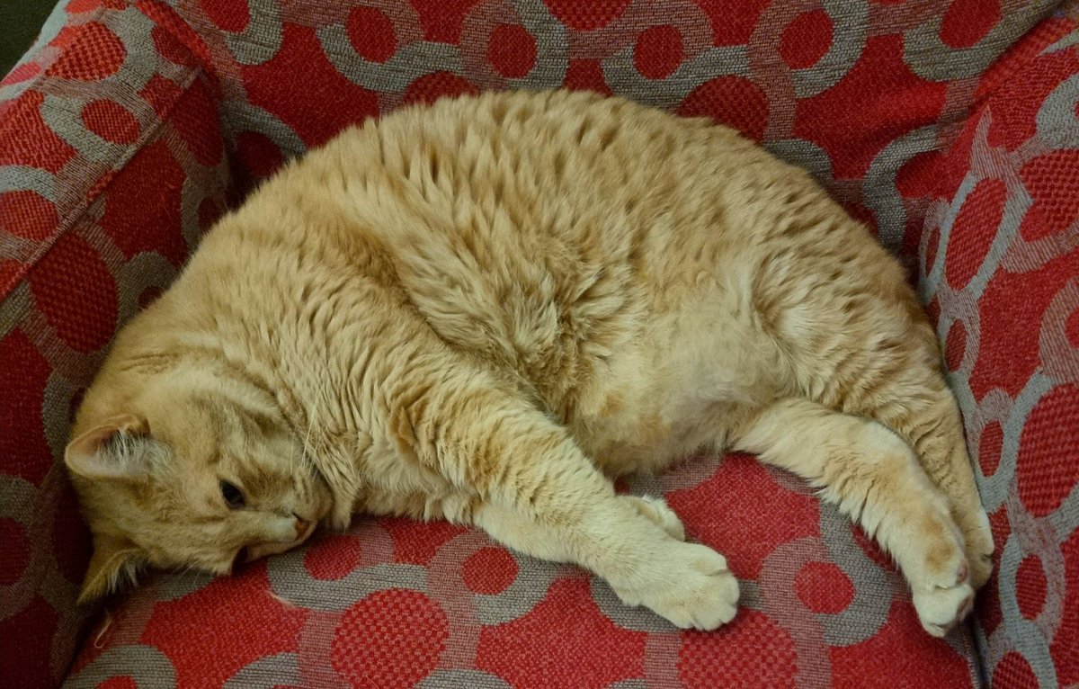 MonChatEstRoi's tweet image. Tao devant #CMRBRA. 😺🇨🇲⚽️🇧🇷