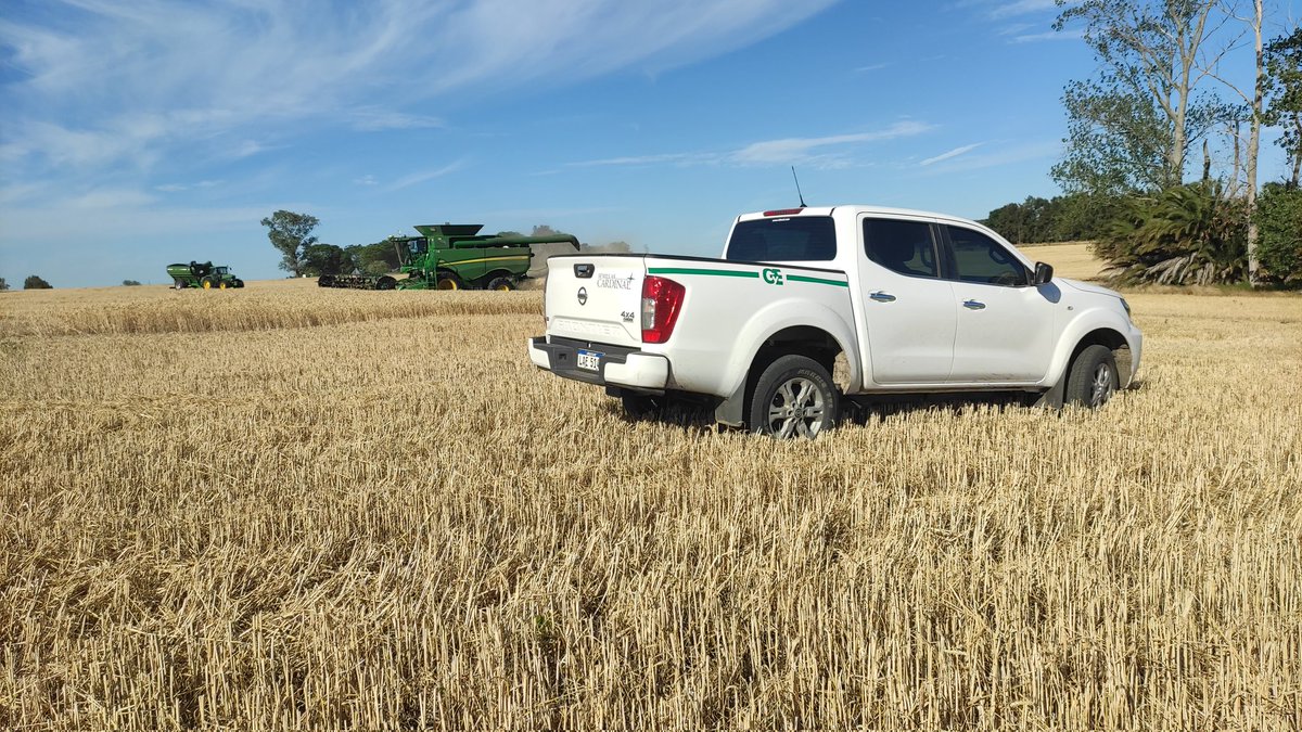GiltonGonnet's tweet photo. Culminando la cosecha de trigo RGT Quiriko, material que se ah comportado  excelente en esta zafra tanto en rendimiento como en calidad, varios testimonios de clientes lo confirman, además de nuestras chacras propias. @Cardinalseeds @ragtsemillas_ar @GyEsemillas https://t.co/MIBNCCqTXX