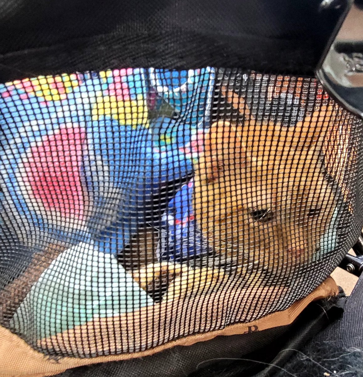 lynnslagle42's tweet photo. I gave been catnapped to a place mom calls gat-inabird I think she said. I don't know, but she's toating me everywheres! People keep touching me π thank goodness for my stroller! #cerebellarhypoplasia #wobblykitty #chkitty #chlove #shoppingwithmom #ihateit #savemenow #calldapopo https://t.co/EmQcGQRCzx