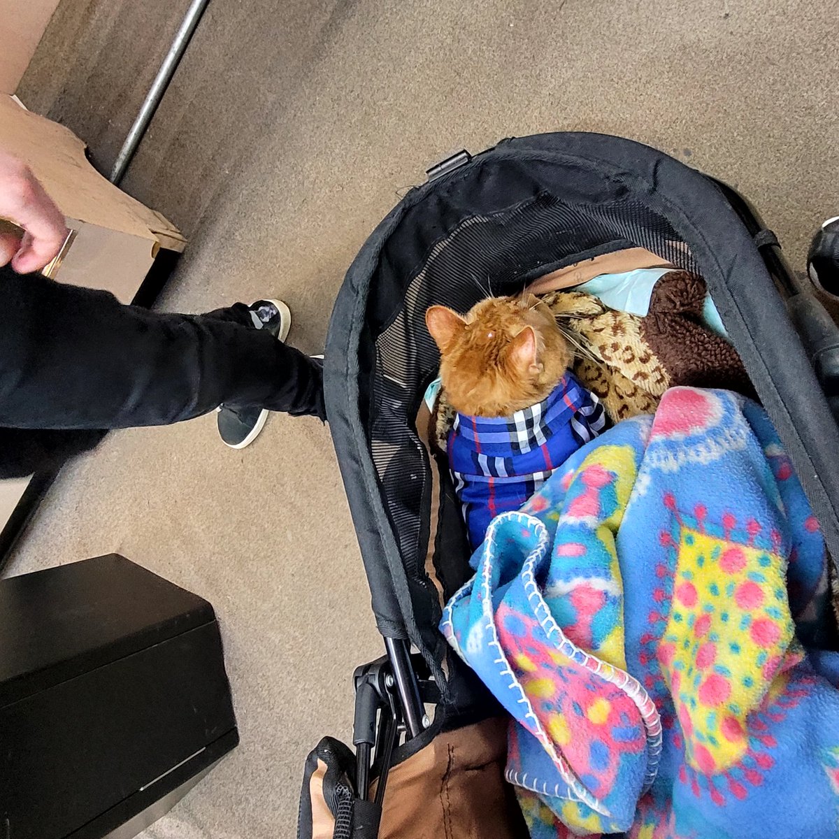 lynnslagle42's tweet photo. I gave been catnapped to a place mom calls gat-inabird I think she said. I don't know, but she's toating me everywheres! People keep touching me π thank goodness for my stroller! #cerebellarhypoplasia #wobblykitty #chkitty #chlove #shoppingwithmom #ihateit #savemenow #calldapopo https://t.co/EmQcGQRCzx