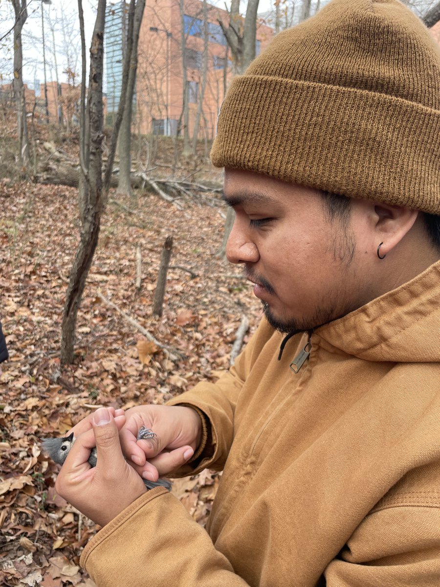 Excellent Friday lab meeting outside practicing mist netting and bird handling. Preparing for January fieldwork on the #PuertoRicanOriole
