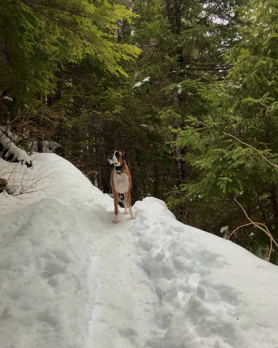 TravelSitka's tweet photo. Hiking in the winter is exhilarating and so fun! Mount Verstovia is always an exiting wintery hike. Even better with a cup of coffee at the top! What winter hiking adventures do you have? Comment them below ⇩⇩⇩ 

#coldweather #sitkathrough4seasons #travelsitka https://t.co/ikxIpEc9mN