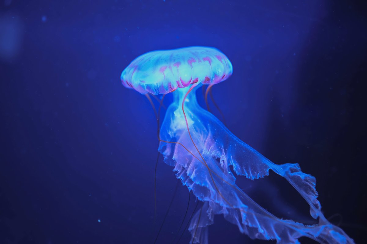 VAAquarium's tweet photo. Fun fact: jellyfish don't have brains, so they don't make weekend plans 😮 #justgowiththeflow https://t.co/Ql1AXfrOsL