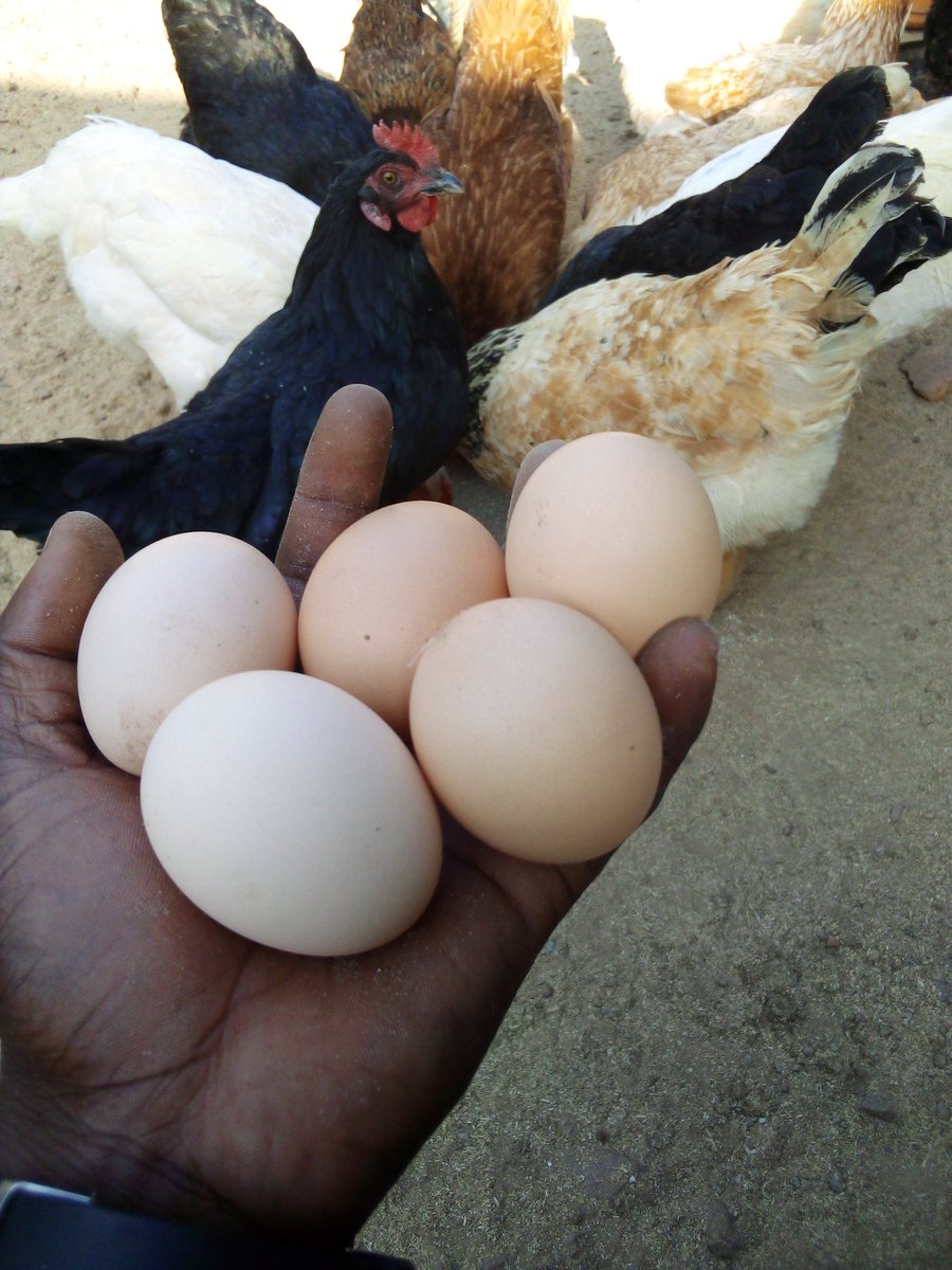 graaconsulting_'s tweet photo. let's go collect the eggs https://t.co/uSUw09RPMQ