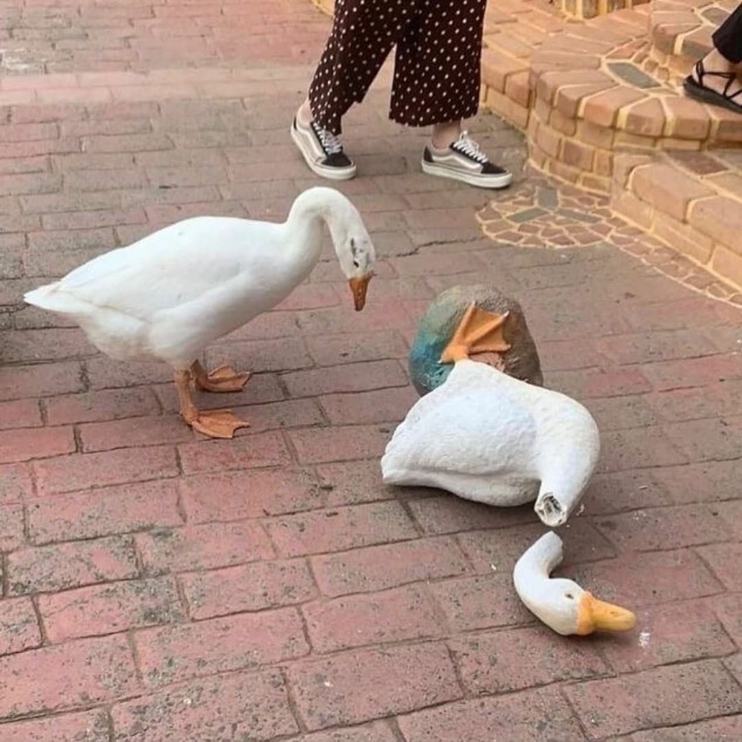 why you should have a duck 🦆 (@shouldhaveaduck) on Twitter photo 2022-12-02 21:50:02