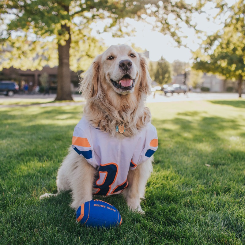 Boise State Alumni and Friends tweet media