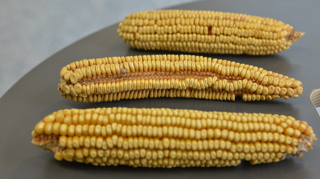 From corn to rice and wheat to barley, grasses play a substantial role in feeding the world. <a href="/BondLifeSci/">Mizzou Life Sci Center</a>'s Paula McSteen explained in the journal Science how understanding grass genetic diversity will help grow grain harvests in crops. #MizzouResearch ow.ly/pozt50LUaNZ