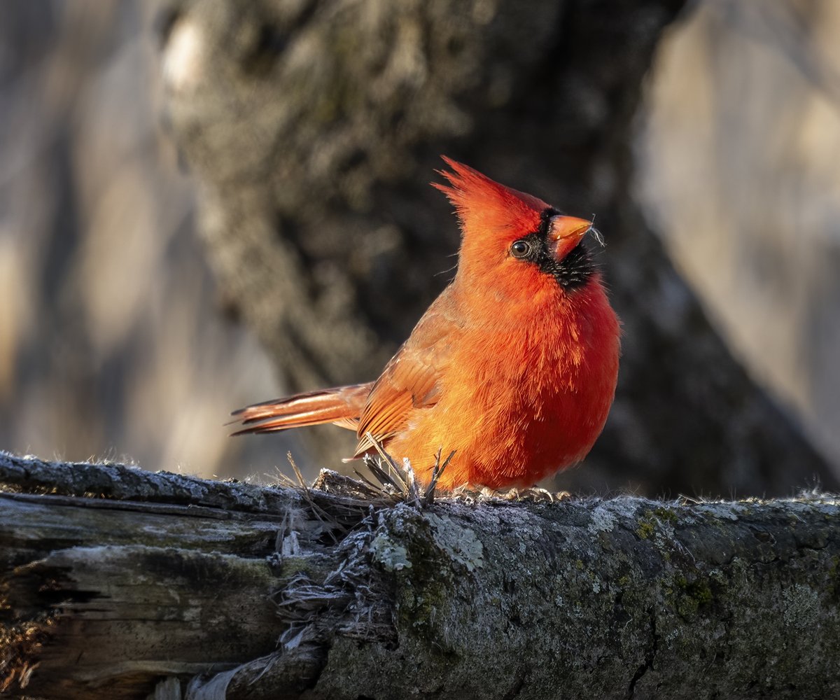 JocAPhotography's tweet photo. A Northern Cardinal with milkweed seed puff on his beak. https://t.co/CVlg6SyCD8