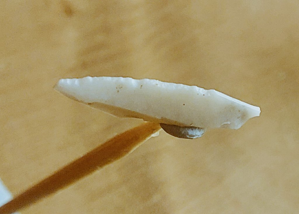 RobertHamnett's tweet photo. A wonderful mesolithic microlith I found in the hills above Glossop recently. It would have been one of a dozen or so attached to a spear. Careful retouching to make a serrated edge can be seen clearly, the result of human action from 8000 years ago. Stunning. #Archaeology https://t.co/5PViWh0Mga