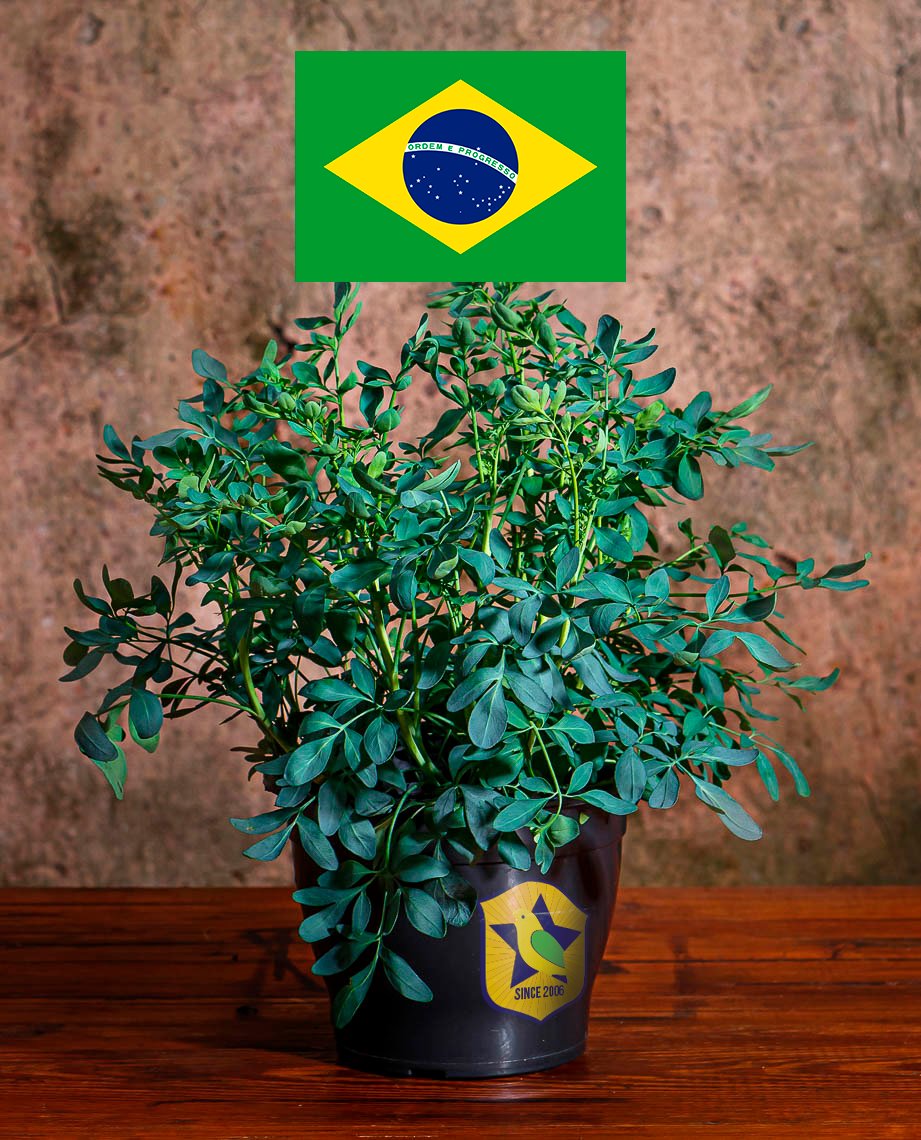 TC_canarinho's tweet photo. AÍ Ó! Como não dá para dar banho de arruda em todo mundo. Eu cultivei uma arruda em caso de alguma coisa dar errado.

Marquem os torcedores brasileiros para tomar uma banho de arruda virtual. NÃO QUERO MAIS DERROTAS NESSA COPA, HEIN! https://t.co/4FCHchEU5U