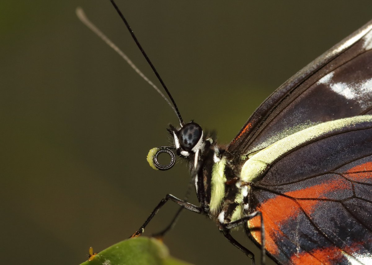 KaptainCosgrove's tweet photo. "Butterflies Of The World Charity Calendar 2023" ALL PROCEEDS (£7.50.per calendar) To 'The Friends Of Sefton Park'. Images, (September to December), Available (1st Dec) From The 'Boat House Kiosk' Cafe,Main Lake.
@ILoveSeftonPark https://t.co/ZIWi5cD8id
