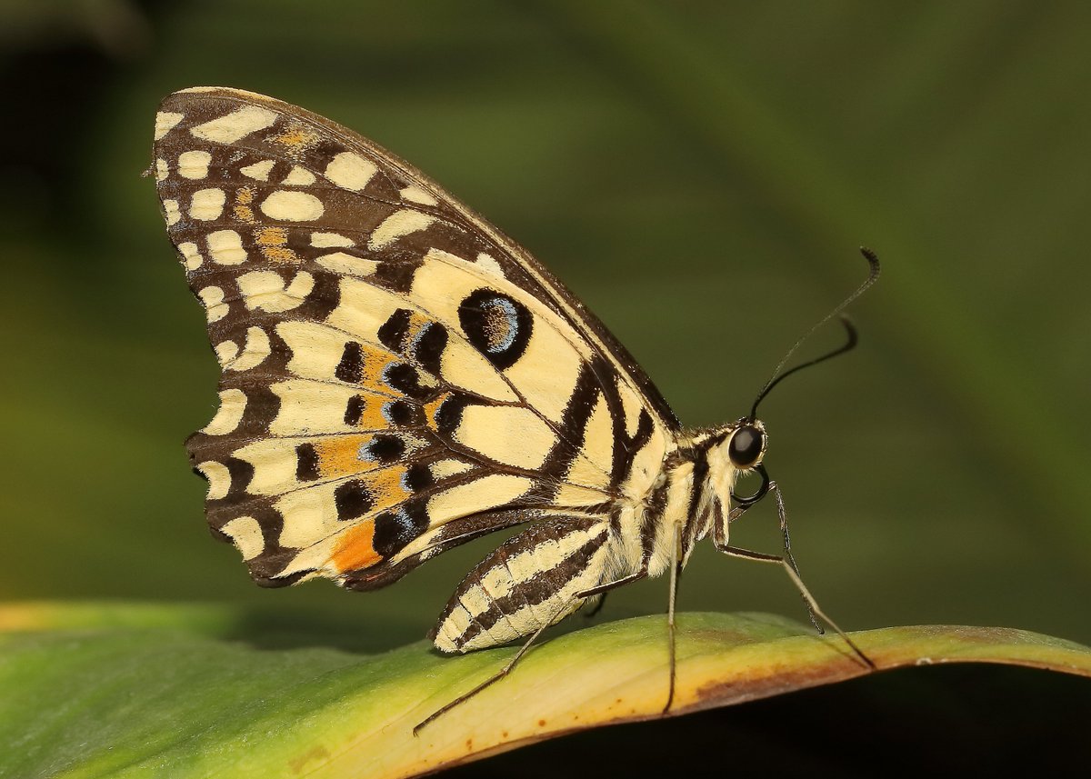 KaptainCosgrove's tweet photo. "Butterflies Of The World Charity Calendar 2023" ALL PROCEEDS (£7.50.per calendar) To 'The Friends Of Sefton Park'. Images, (September to December), Available (1st Dec) From The 'Boat House Kiosk' Cafe,Main Lake.
@ILoveSeftonPark https://t.co/ZIWi5cD8id