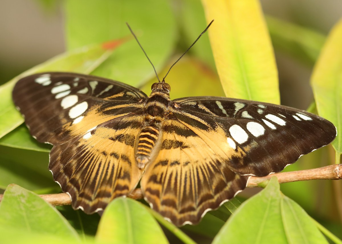 KaptainCosgrove's tweet photo. "Butterflies Of The World Charity Calendar 2023" ALL PROCEEDS (£7.50.per calendar) To 'The Friends Of Sefton Park'. Images, (September to December), Available (1st Dec) From The 'Boat House Kiosk' Cafe,Main Lake.
@ILoveSeftonPark https://t.co/ZIWi5cD8id