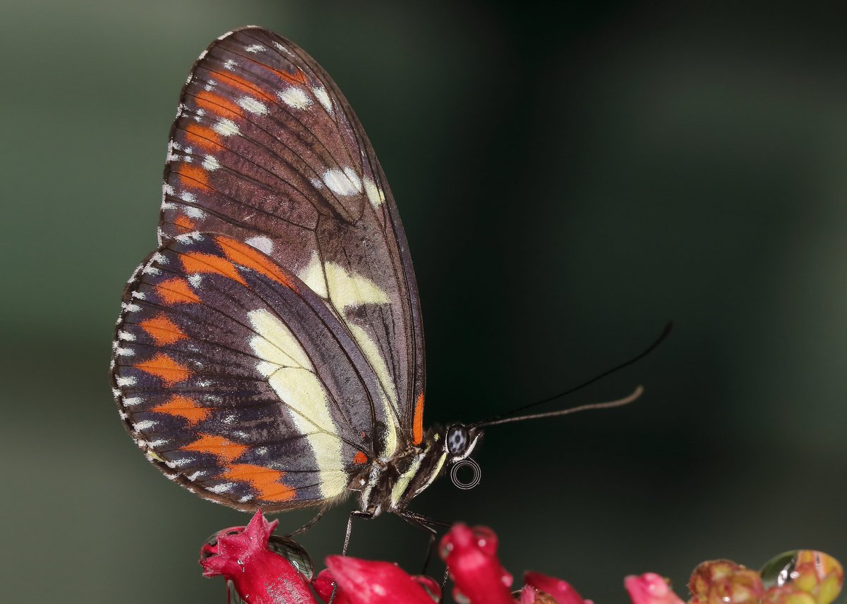 KaptainCosgrove's tweet photo. "Butterflies Of The World Charity Calendar 2023" ALL PROCEEDS (£7.50.per calendar) To 'The Friends Of Sefton Park'. Images, (September to December), Available (1st Dec) From The 'Boat House Kiosk' Cafe,Main Lake.
@ILoveSeftonPark https://t.co/ZIWi5cD8id