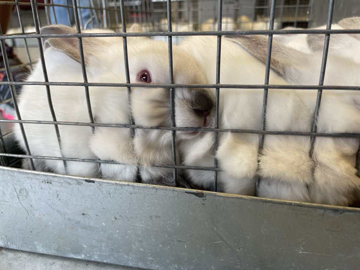 <a href="/HumbleISD_CTE/">Humble ISD CTE</a> 76th Livestock Rabbit selection is underway! <a href="/atascocita_ffa_/">Atascocita FFA Chapter</a> <a href="/ffa_summercreek/">SCHS FFA</a> <a href="/KingwoodFFA/">Kingwood FFA</a> <a href="/humble_ffa/">Humble FFA</a> <a href="/KPHSFFA/">Kingwood Park FFA</a> . Let’s make it to the <a href="/HumbleISD/">Humble ISD</a> 76th HLS Auction!