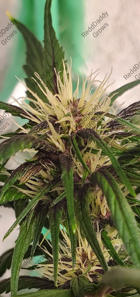 ReddDaddyGrows's tweet photo. #Fastbuds #Fastberry Coming along nicely!!!!! https://t.co/WGKZqo31RR