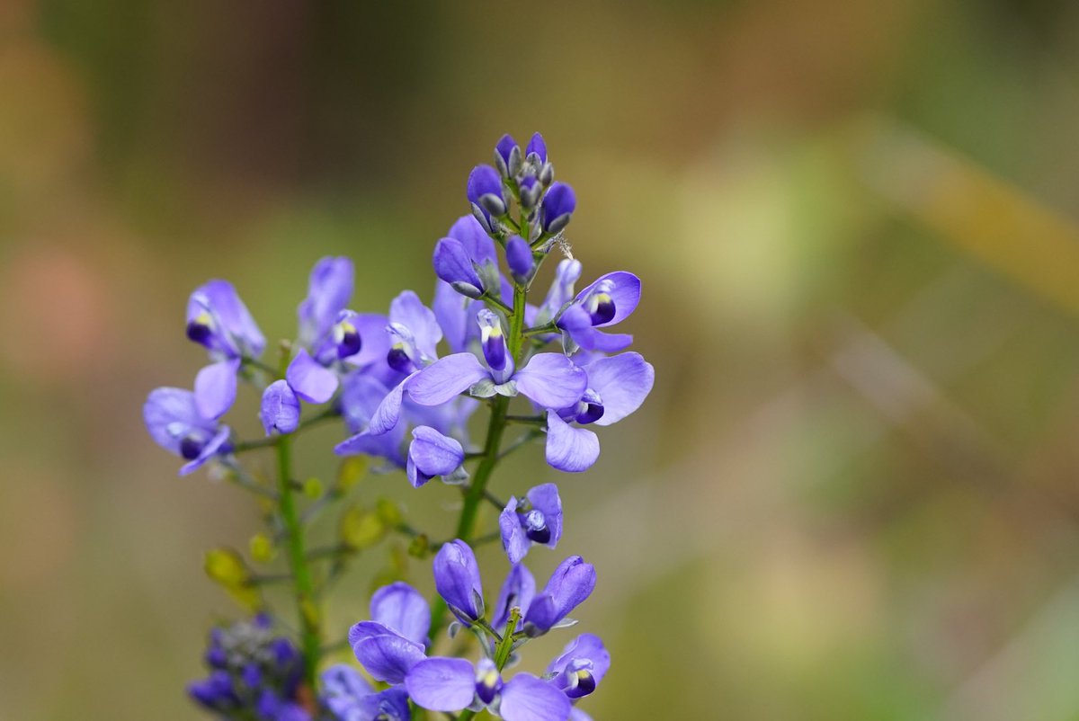 lost_in_botany's tweet photo. It’s #Comesperma ciliatum season! These twinning herbs in the milkwort family #Polygalaceae go through any shrub it can grab hold of, and these spikes of violet flowers just shine above the foliage! https://t.co/iqnYTwPtqD