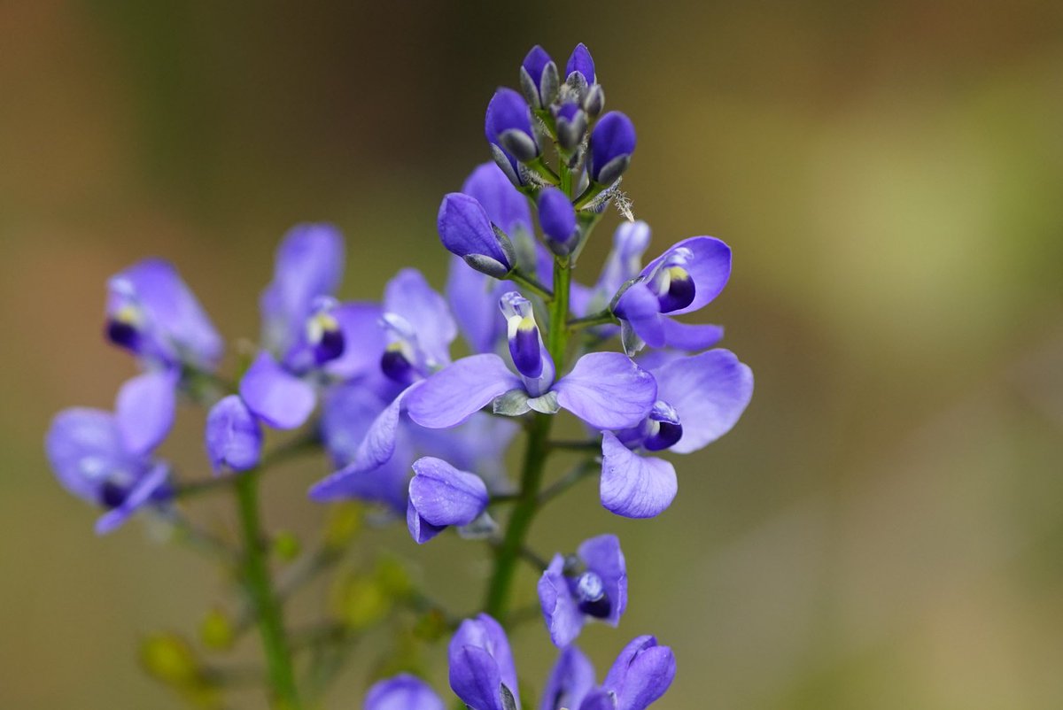 lost_in_botany's tweet photo. It’s #Comesperma ciliatum season! These twinning herbs in the milkwort family #Polygalaceae go through any shrub it can grab hold of, and these spikes of violet flowers just shine above the foliage! https://t.co/iqnYTwPtqD