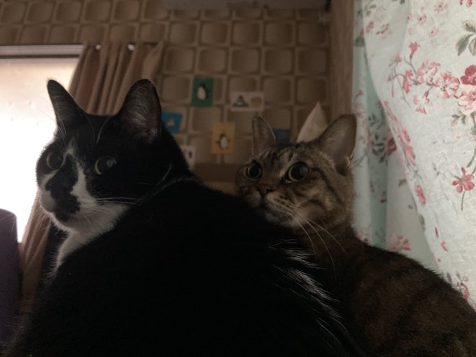 休日の早朝にねこをもちもちさせてもらってる時間が一番幸せかもしれない 