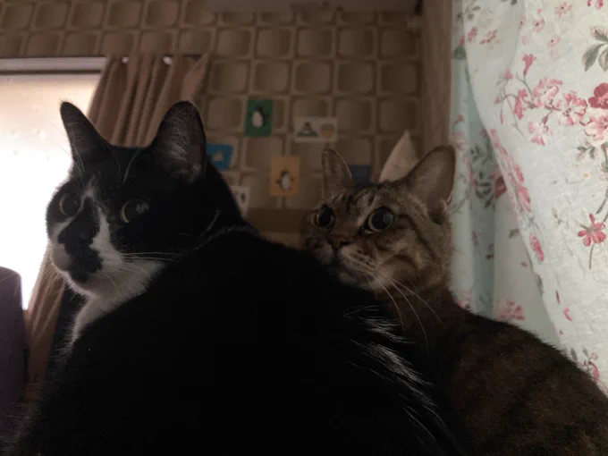 休日の早朝にねこをもちもちさせてもらってる時間が一番幸せかもしれない 