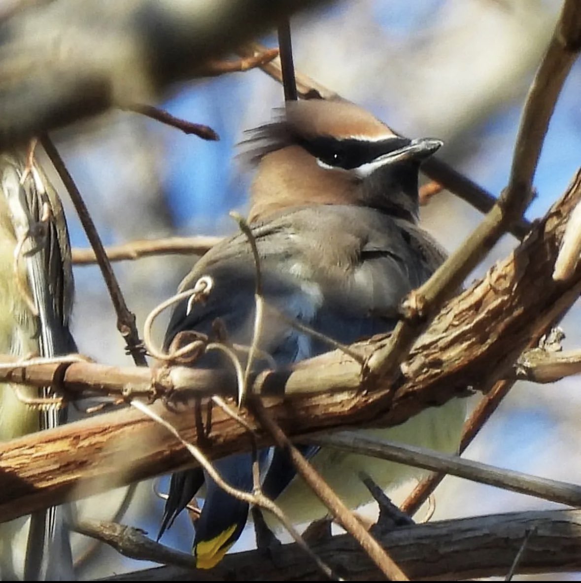 Find birds in CBVA all-year round. #VisitCBVA 

📷 @BronwenDecker 

#birdphotography #birdwatching #Virginia #visitva #BirdsOfTwitter #birds #WINTER #birdlovers