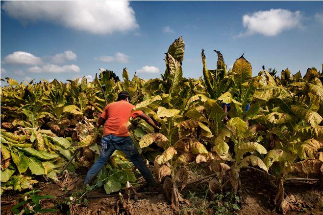ChildLaborCLC's tweet photo. In the US, you have to be 21 to buy cigarettes, but our weak child labor laws allow 12-year-olds to work in toxic tobacco fields where they are exposed to dangerous levels of nicotine. Child tobacco workers get sick. 
#HR3865 and #S2044 provides a fix. https://t.co/nohbTZgYJ9