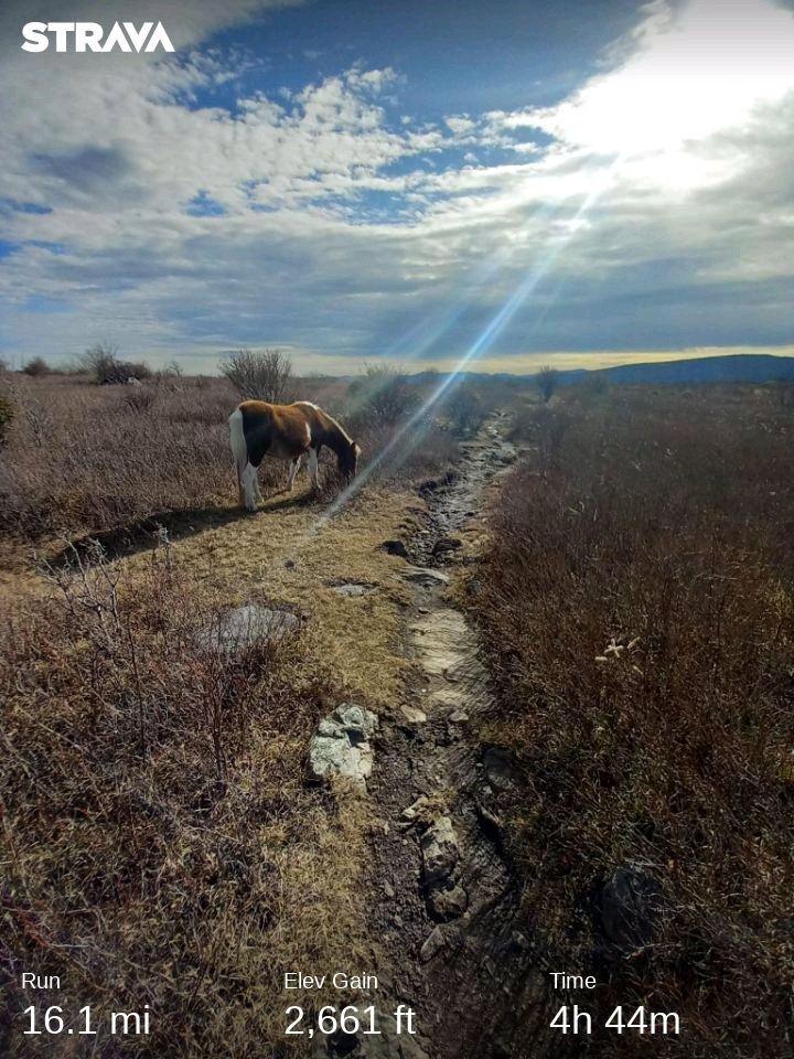 bmweaver0503's tweet photo. Probably my favorite trail run of the year. 

#trailrunning #running #explore
#appalachiantrail 

Check out my activity on Strava: https://t.co/ModGKDerko https://t.co/NWTLvxkoYj