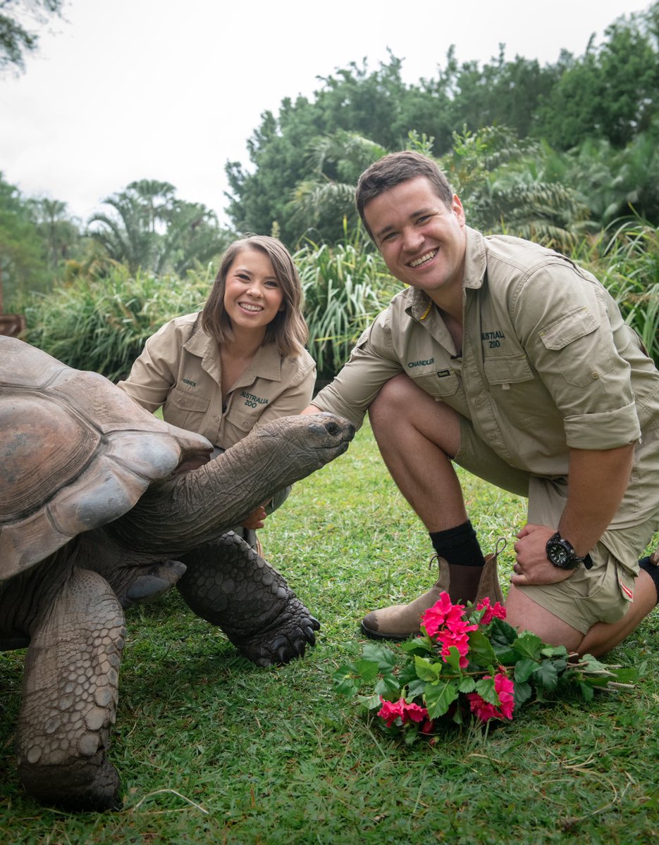 BindiIrwin's tweet photo. Jarvis the Aldabra tortoise living his best life with a morning hibiscus flower snack. 🌺 #AustraliaZoo https://t.co/PNIGNXSCiV