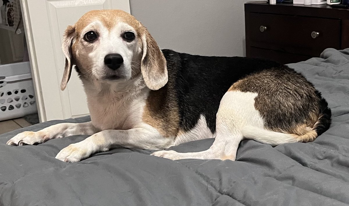 ddoggiesmommy's tweet photo. We got bathsโฆthe inhumane tortureโฆwhat about beagle rights? What about the dignity of crustiness and hound smells? There will be payback! #beagles #beagle #dogcommunity #beaglebug https://t.co/91rHZeZcda