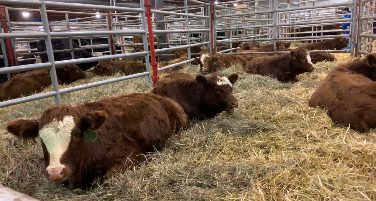 These heifers sell at #CWA22 Commercial Cattle Sale tomorrow at 11:00
