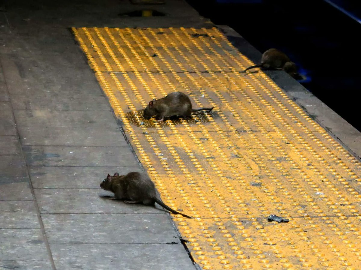 Barstool Sports on Twitter "NYC Is Now Offering 170,000 A Year To