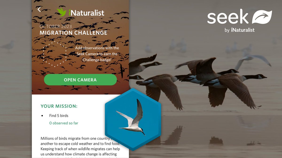 Birds all across the world are migrating. See if you can spot some new species for the migration challenge! 🦜🕊️🦢🦆🦅
