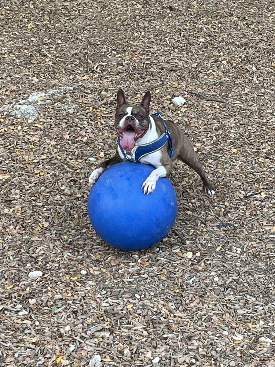 archerjt's tweet photo. @bterrierdogs Having fun at the park with my favorite toy https://t.co/l1hWdTyk4N