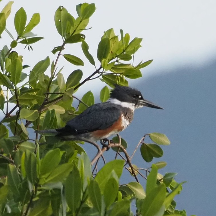 Kirill Traveling tweet media