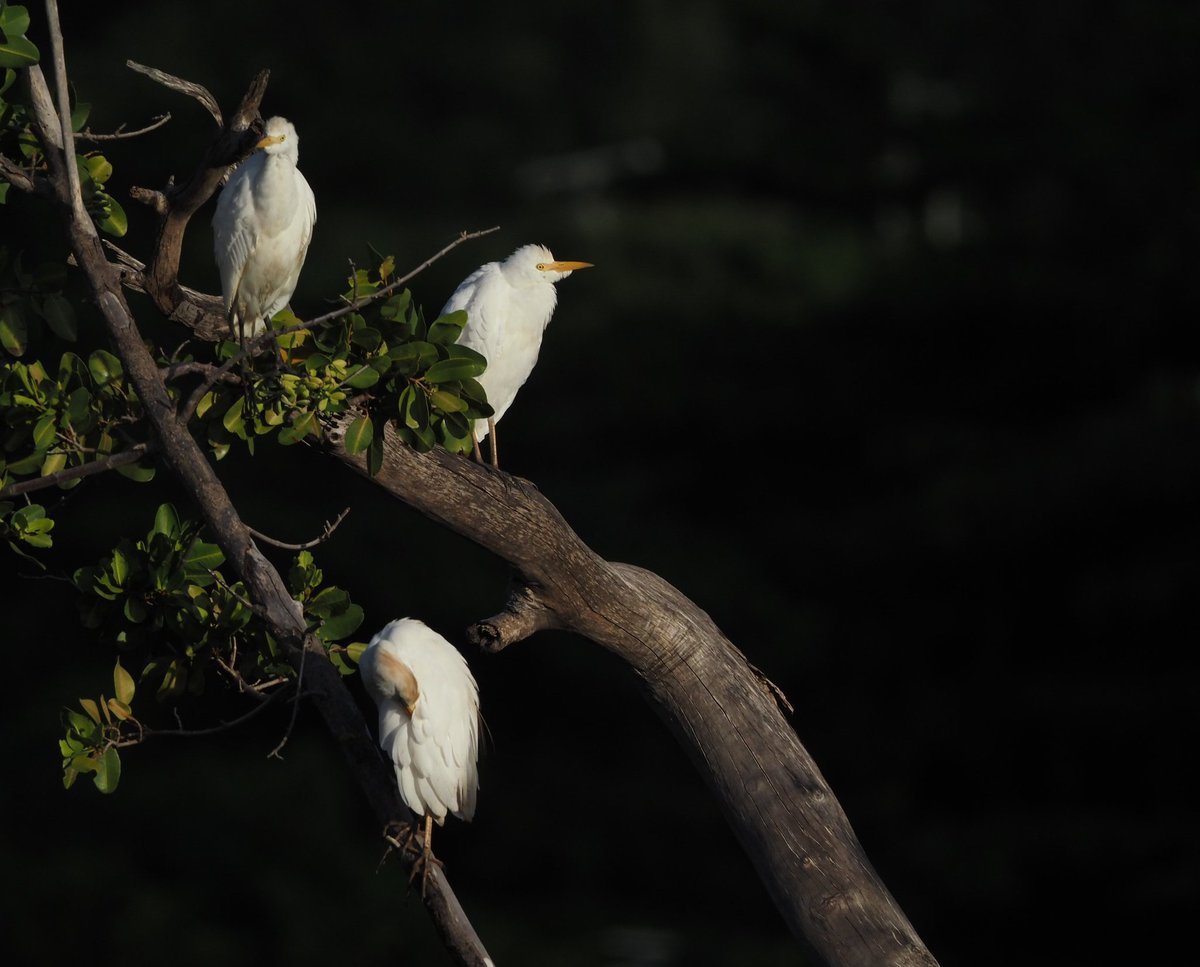 Kirill Traveling tweet media