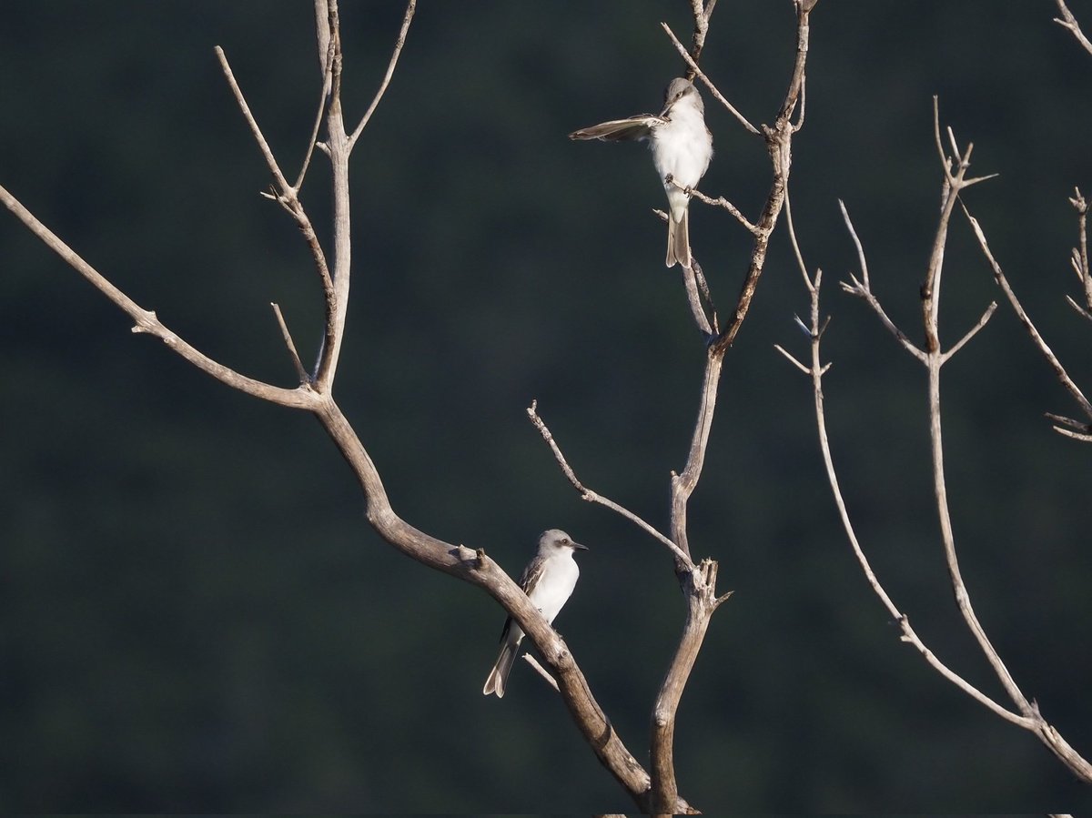 Kirill Traveling tweet media